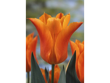 21,46���. ������� ������� �����(��� 10 ��. ���������� ������ 5��.)���14.jpg