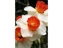 18,72���. ������� ���� ������(��� 10 ��. ���������� ������ 5��.)���15.jpg