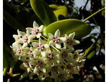 Hoya australis variegate - ����- ������ �������� ...