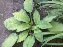 ����� ������ � ������� ������.jpg