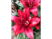 33,13���. �����  ����� �������(�������� ���� �� 10 ��., ����������� ����� 1��.).jpg