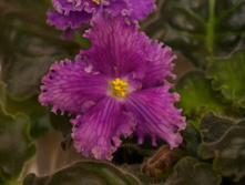 ��-���� ������