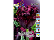 18���. ������� ��������� ����(��� 10 ��. ���������� ������ 5��.).jpg