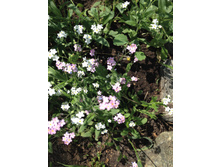 ��������� 35 ���