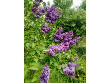 ������ ԣ���� ������� (1).jpg