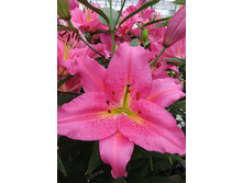 23,18���. �����  ����� �����(��� 10 ��. ���������� ������ 5��.)���14.jpg