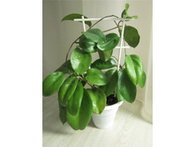 Hoya incrassata - ������ �������� �������� ...