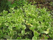 �������� -50 ���.(�������� - ���������� ������� � ����������� ����.