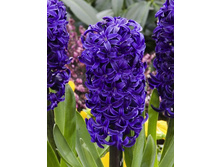 29,52���. ������� ���� 17-18(���������� �� ����� �������� �� 5��.)���15.jpg