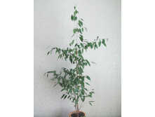 �������������� ����