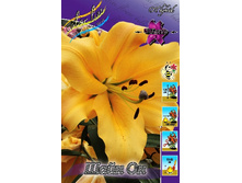 33,84���. �����  ���� ��(�������� ���� �� 10 ��., ����������� ����� 1��.)���14.jpg