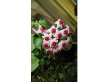 ������� .....