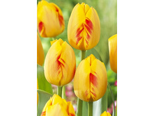 11,51���. ������� ������� �����(��� 10 ��. ���������� ������ 5��.)���15.jpg