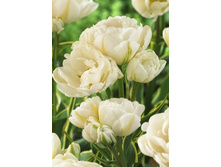 25,93���. ������� ��������� ����(��� 10 ��. ���������� ������ 5��.)���14.jpg