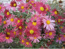 ���������� -50