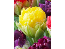 241,4���. ������� ��� �� - ������(�������� ���� �� 2 ��., ����������� ����� 1��.)���14.jpg