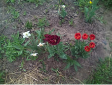 IMG 20150517 111306.jpg