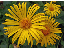 ������� 70 ���