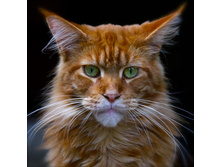 ��� ������� � ��ϣ ���������?