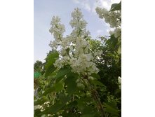 ������ ����� (2).jpg