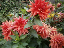 ������� 100 �