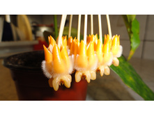 �������� ������ ..