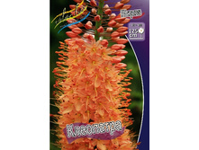 85,55���. ����� (eremurus) ���������(�������� ���� �� 2 ��., ����������� ����� 1��.).jpg