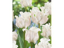 36,74���. ������� ������ ������(�������� ���� �� 10 ��., ����������� ����� 1��.)���15.jpg