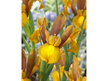 11,51���. ���� ����. ������ �����(��� 10 ��. ���������� ������ 5��.).jpg