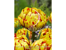 13,68���. ������� ������ �����(��� 10 ��. ���������� ������ 5��.).jpg