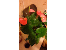 ������ �������� �������� ���������