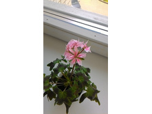 P 20150525 115619.jpg