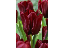 12,95���. ������� �������(��� 10 ��. ���������� ������ 5��.)���15.jpg