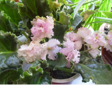 ���� ��� � ��� ����.JPG