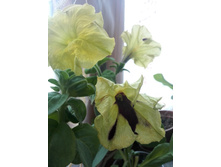 IMG 20150523 154637.jpg