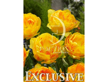 28,09���. ������� ������ ����(��� 10 ��. ���������� ������ 5��.)���14.jpg