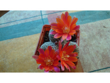 �������(��� ������� �� ������)