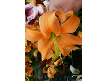 33,84���. ����� ����� �����(�������� ���� �� 10 ��., ����������� ����� 1��.)���15.jpg