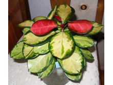 Hoya australis variegate - ����- ������ ....