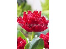 18,72���. ������� ������(��� 10 ��. ���������� ������ 5��.)���15.jpg