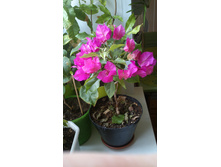 ����������� Vera Deep Purple