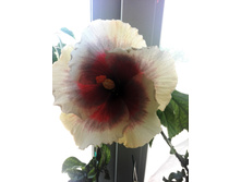 IMG 20150524 084238 BURST001 COVER.jpg