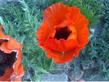 ��� ����������� ���� (2).jpg