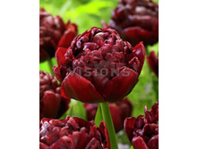 52,19���. ������� ������ �����(�������� ���� �� 7 ��., ����������� ����� 1��.)���14.jpg