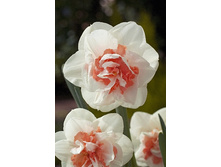 39,93���. ������� ���� �������(�������� ���� �� 7 ��., ����������� ����� 1��.).jpg