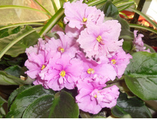 ���� ��� ���.JPG