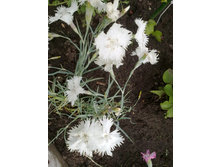 �������� �����.jpg