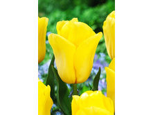 12,95���. ������� ������ ����(��� 10 ��. ���������� ������ 5��.)���15.jpg