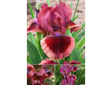 51,23���. ���� (pumila) ���� ��(�������� ���� �� 3 ��., ����������� ����� 1��.)���15.jpg