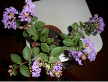 ������������ (��������� ������)- ������ ��������� �������� ....